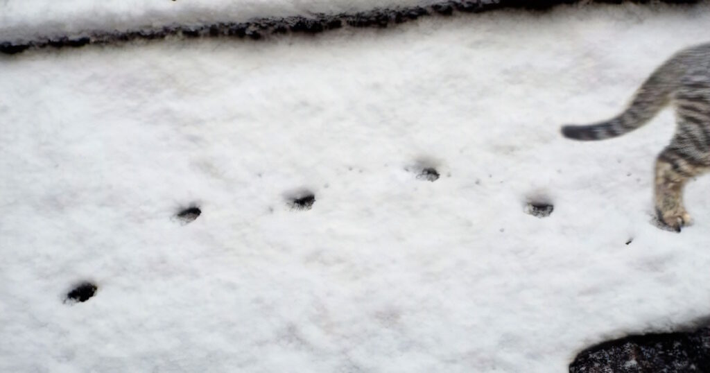 足跡をつけ加える猫